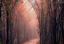 “绝不再出奇葩政策”！足协新领导班子亮相澎湃新闻.